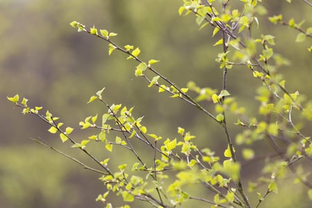 Young leaves growing on a tree in Springtime